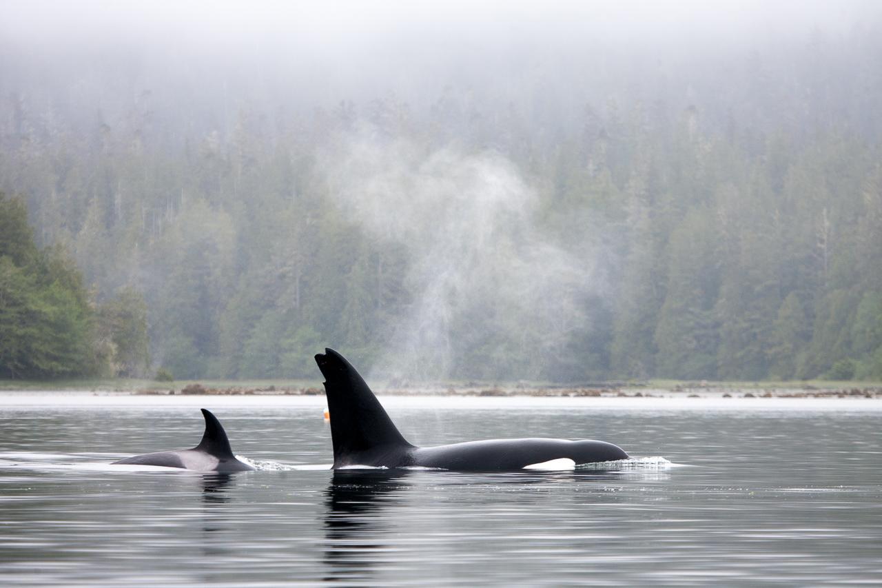 Chesterman Hideaway Otel Tofino Dış mekan fotoğraf